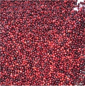 Külmutatud Pohla Wild